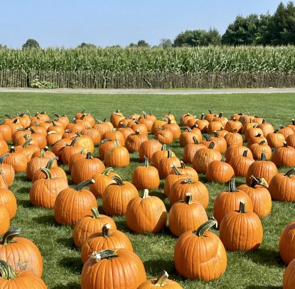 Schmitt's Family Farm