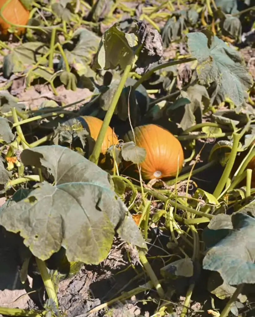 Fink's Fall Harvest Fest