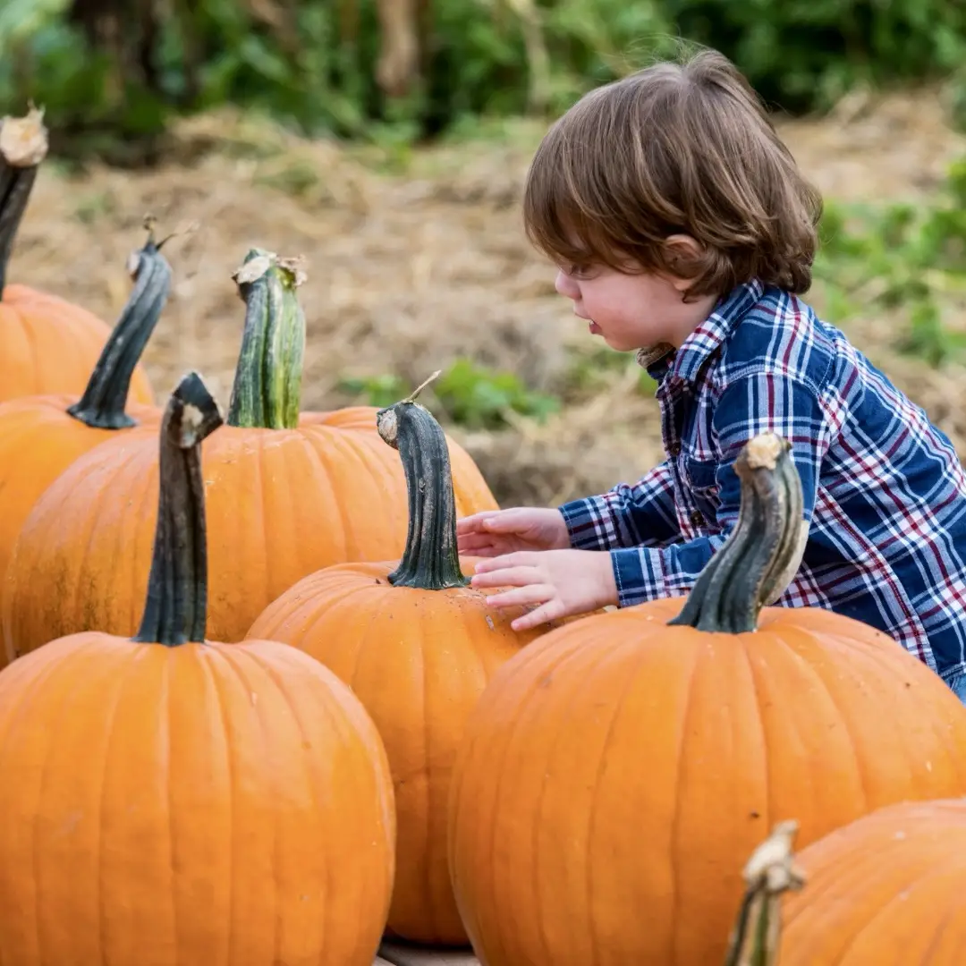 Pumpkin PIcking