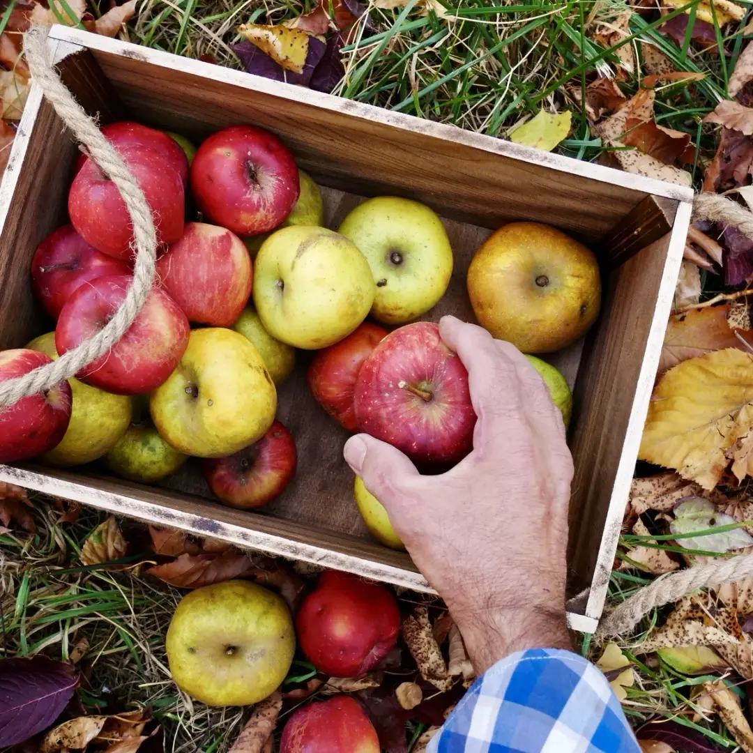 Apple Picking