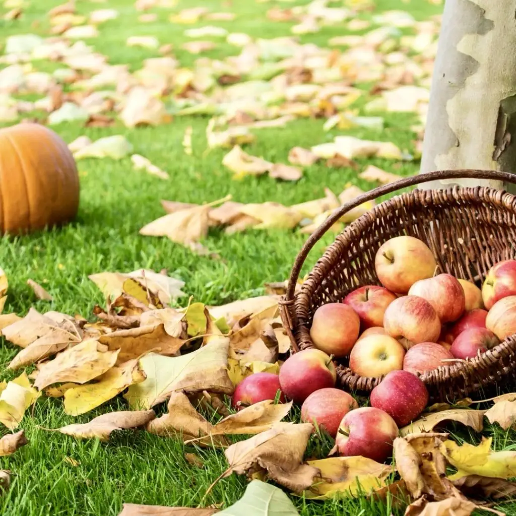 Apple Picking