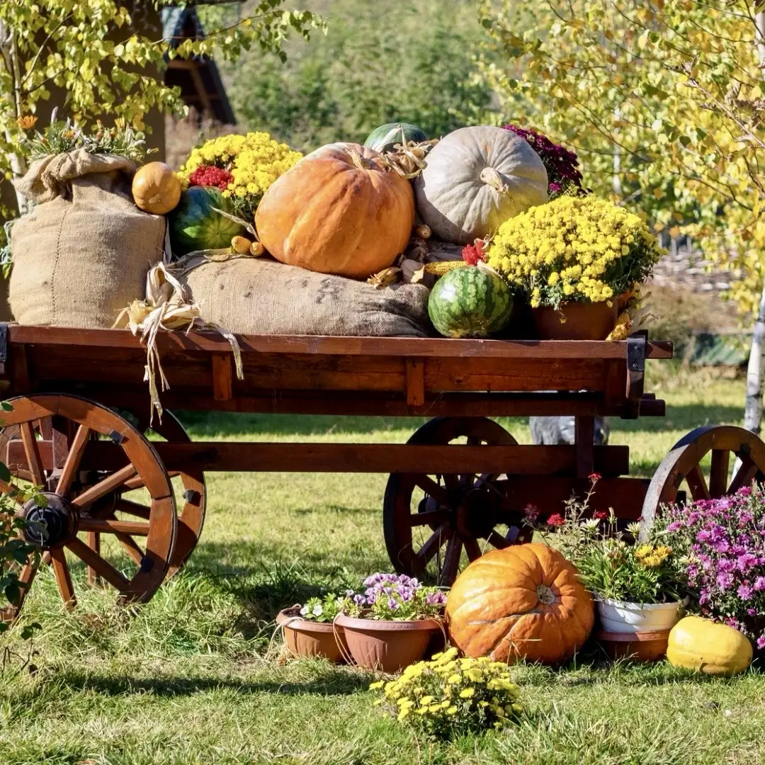 Fall Festivals
