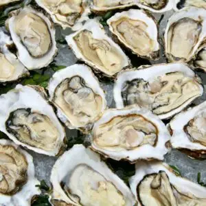 Oyster Fest