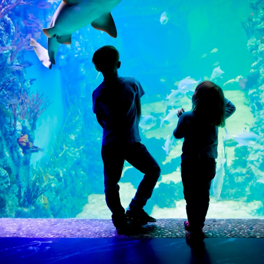 Activities for Kids