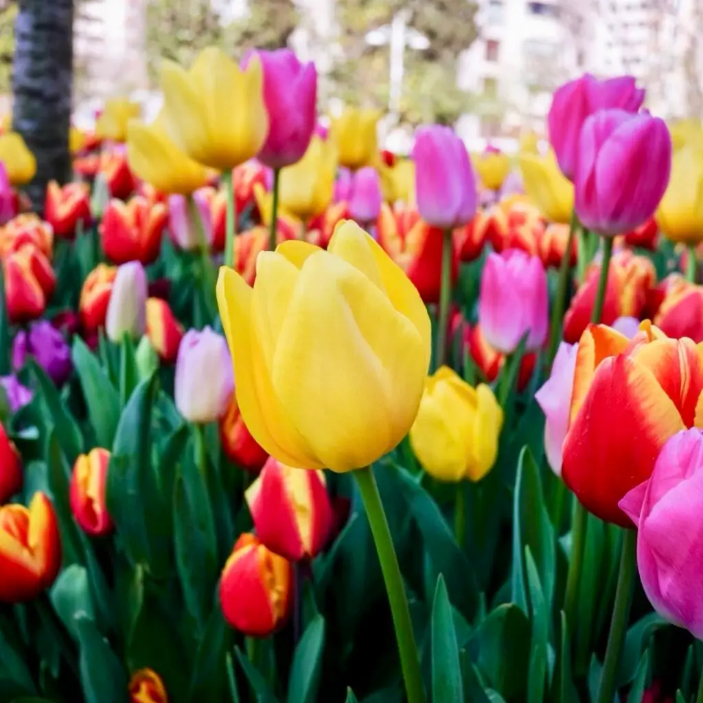 Tulip Festival