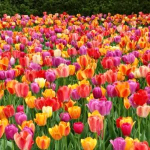 add a heading-2-1 – Going Local Long Island Tulip Festival