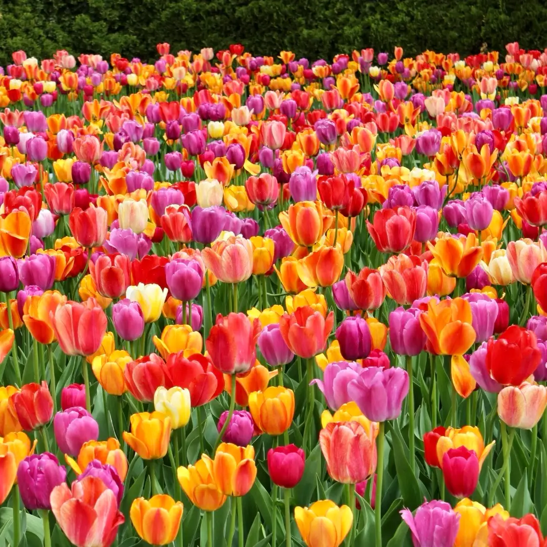 Tulip Festival
