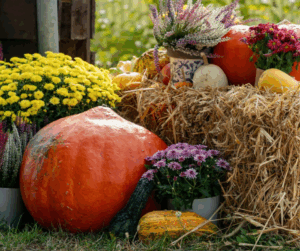 Fall Farm Festivals