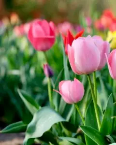 Tulip Festival