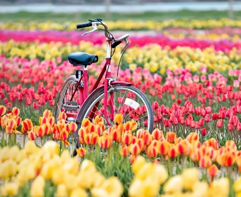 Tulip Festival – Going Local Long Island Tulip Festival